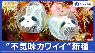 「不気味かわいい」水中の“ガイコツパンダ” 実は新種だったことが判明【スーパーJチャンネル】(2024年2月6日)