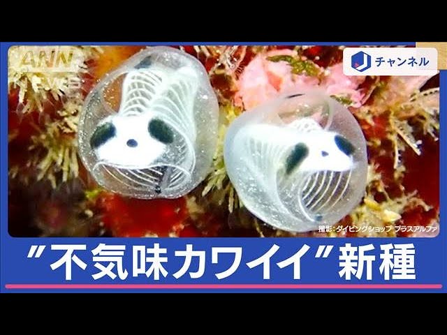 不気味かわいい」水中の“ガイコツパンダ” 実は新種だったことが判明