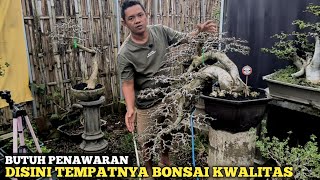 AY BONSAI COLLECTION !! THOSE LOOKING FOR QUALITY BONSAI THIS IS THE PLACE