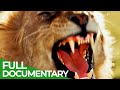 Wildlife Laws: The Better Hunter Wins | Free Documentary Nature - Wildlife Laws: The Better Hunter Wins | Free Documentary Nature