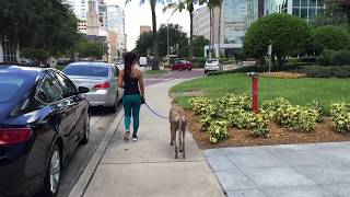 Greyhound Gets Attacked By Mockingbird