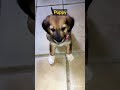 Tiny puppy shorts dog