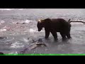 Ленивый медведь ловит рыбу