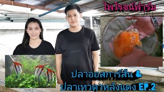 ปลาออสการ์​สั้น &​ ปลาเทวดา​หลัง​แดง​สวยงาม​ (ไพโรจน์​ฟาร์ม)​🐟Ep.2​