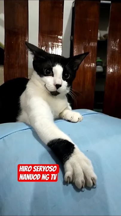 Hiro Seryoso nanuod #cat #pets #catlovers #cutecat #viral #shorts #fyp