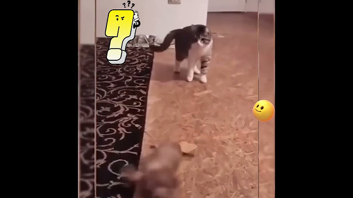 Cães e gatos #humor #piada #funny #animais #cachorro #dog #gatos #cat #engraçado #entertainment