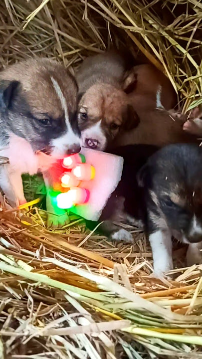 cute puppy's Dj party 🥳 🎉 😎 🙌 #dj #djhemantrajsongs #pitbull #love #cute #djremix#djsongs #djdogs