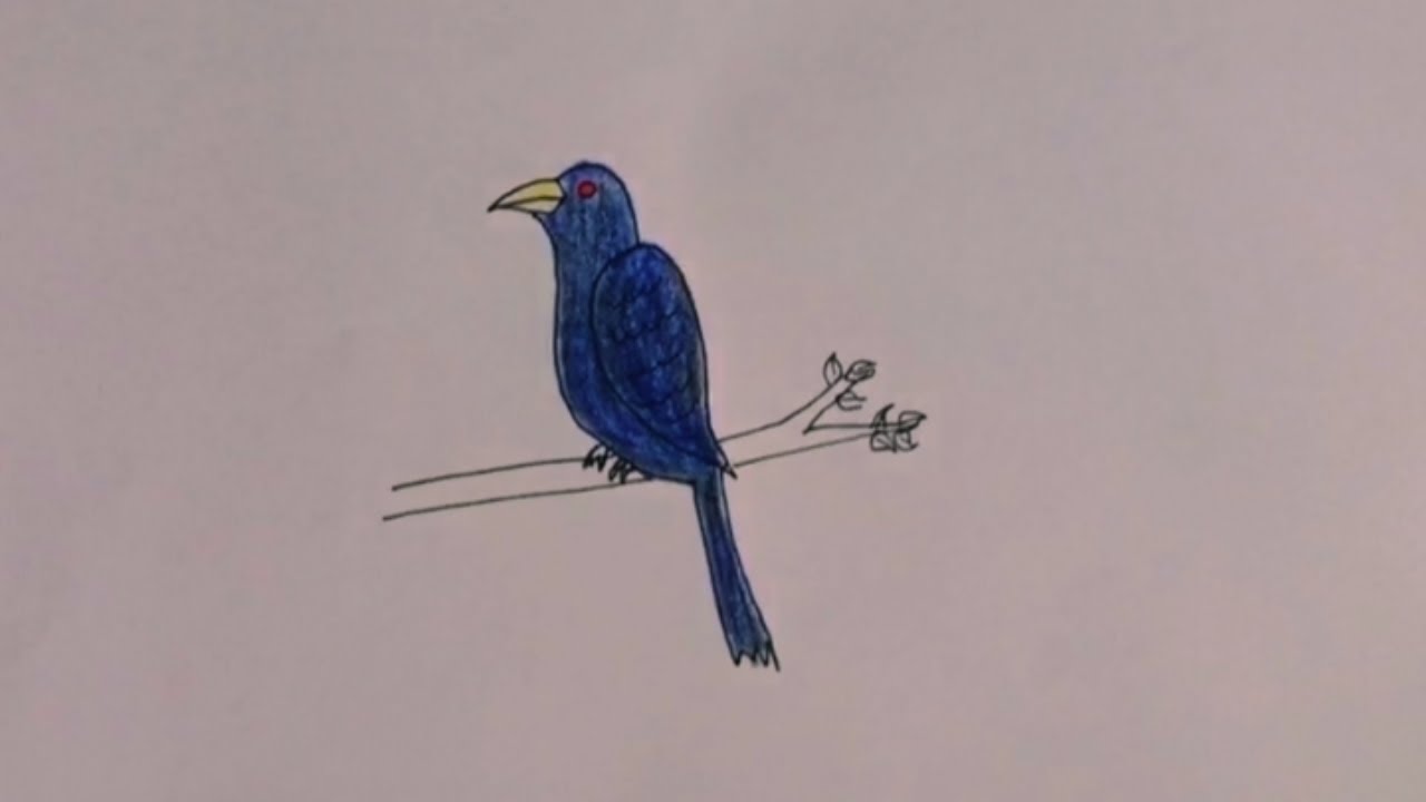How to draw Cuckoo bird drawing easy//Step by Step Cuckoo bird drawing