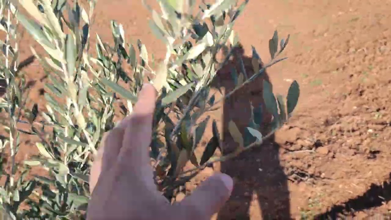 خدمة_اشجار_الزيتون_تسريع_النمو_عمر_سنة 🌳🌿🫒