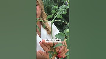 When it comes to tomato suckers-I’m a rule breaker! Leaving the suckers gets you more🍅 #gardening