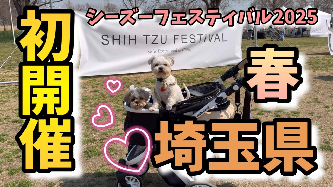 【埼玉県に初上陸‼️】700頭超えのシーズーフェスティバル2025にマイペースな姉犬とビビリな妹犬を連れて行ったらどうなる❓