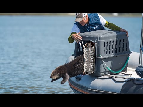 Video: Erwachsene Seeotter Adoptieren Verwaiste Babys Im Monterey Bay Aquarium