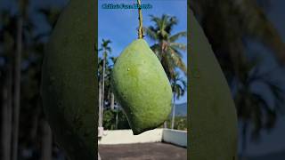 Viral Spicy Mango Pickle😍😋 Mango Lover🥭 #shorts #trending #mango #pickle #spicy #rawmango #farming