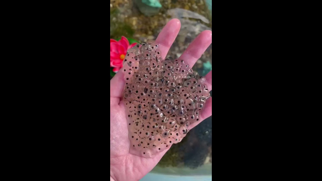 Frog Eggs Found in a swamp 🐸 #shorts