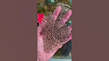 Frog Eggs Found In A Swamp Shorts 