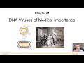 Chapter 24   DNA Viruses new