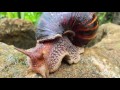 Weird Invasive Species! 5 Weird Animal Facts : EP.60 : AnimalBytesTV