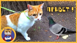 Cat Ryzhik walks around Moscow. Tour of the hotel, pond, park and hunt for pigeons