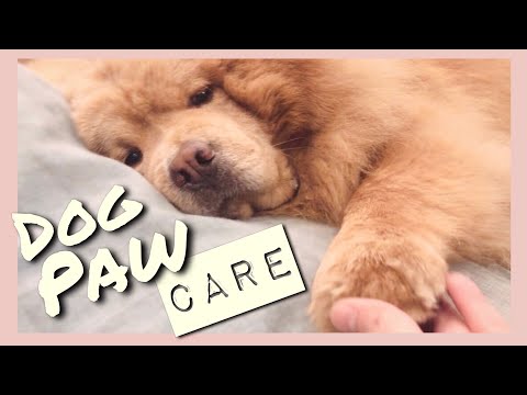 How I Care For My Dogs’ Paws / Dog Paw Care