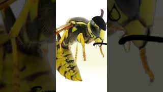 This Wasp has some sting funny cartoon memes