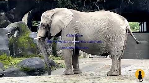 Gilisoft Video Editor Pro – 2022 作品簡易演示（試用版會有影片浮水印）