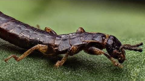 Focus stacking | Carril micrométrico DIY | digiCamControl | Primeros resultados