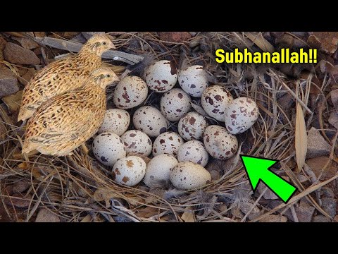Video: Bıldırcın Yumurtaları Necə Soyulur