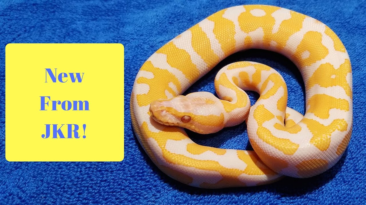 How To Breed Ball Pythons (Part 4) New Ball Python From JKR! YouTube