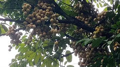 Many Lanzones In Our Farm have a lot of fruits and can't be harvested
