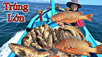 Lặn Xuống Độ Sâu 18 Mét Gặp Hang Ổ Cá Mú Cá Chình To Khủng Ở Điểm Chà | P 779