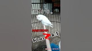 Masteran LoveBird KONSLET ll cekidot !!