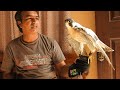 Peregrine falcon male behri buch  facts  description