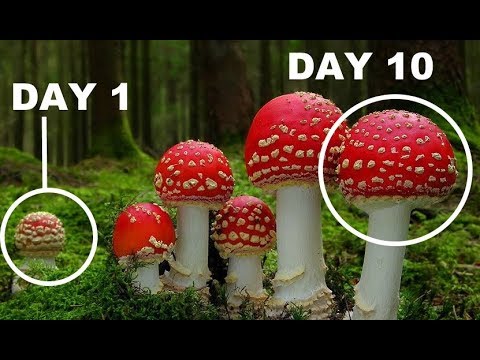 How Mushrooms Grow TIME LAPSE Compilation