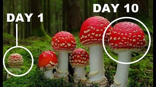 How Mushrooms Grow TIME LAPSE Compilation