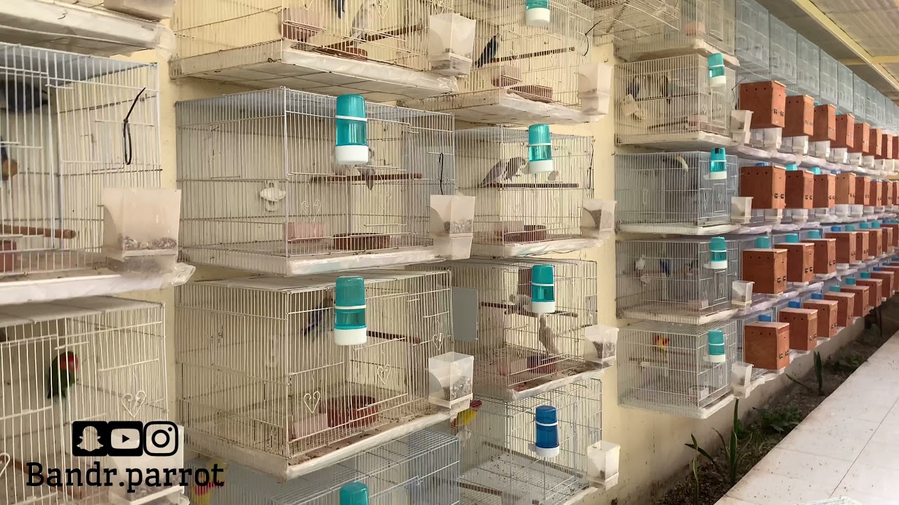 افضل طريقة انتاج للببغاوات الروز والكويكر والكنيور والكوكتيل والبادجي