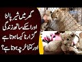 Watch Special Interview of Lahori Citizen Who Has a Lion as Pet in His Home