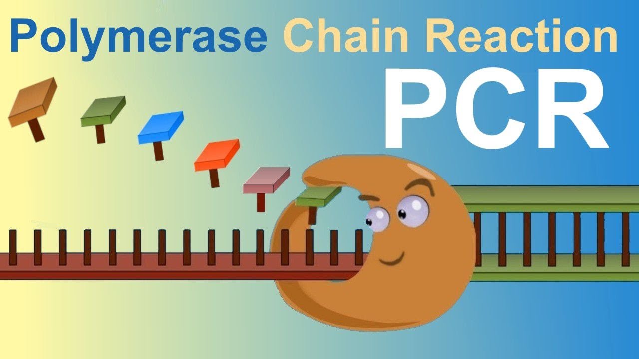 Pcr Polymerase Chain Reaction Iqog Csic Youtube