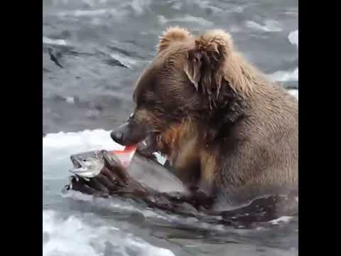 Salmon skinned alive by a hungry grizzly in a Alaskan river