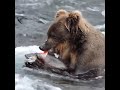 Salmon Skinned Alive By A Hungry Grizzly In A Alaskan River Salmon Skinned Alive By A Hungry Grizzly In A Alaskan River