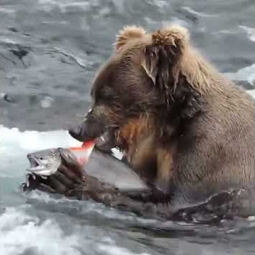 Salmon skinned alive by a hungry grizzly in a Alaskan river
