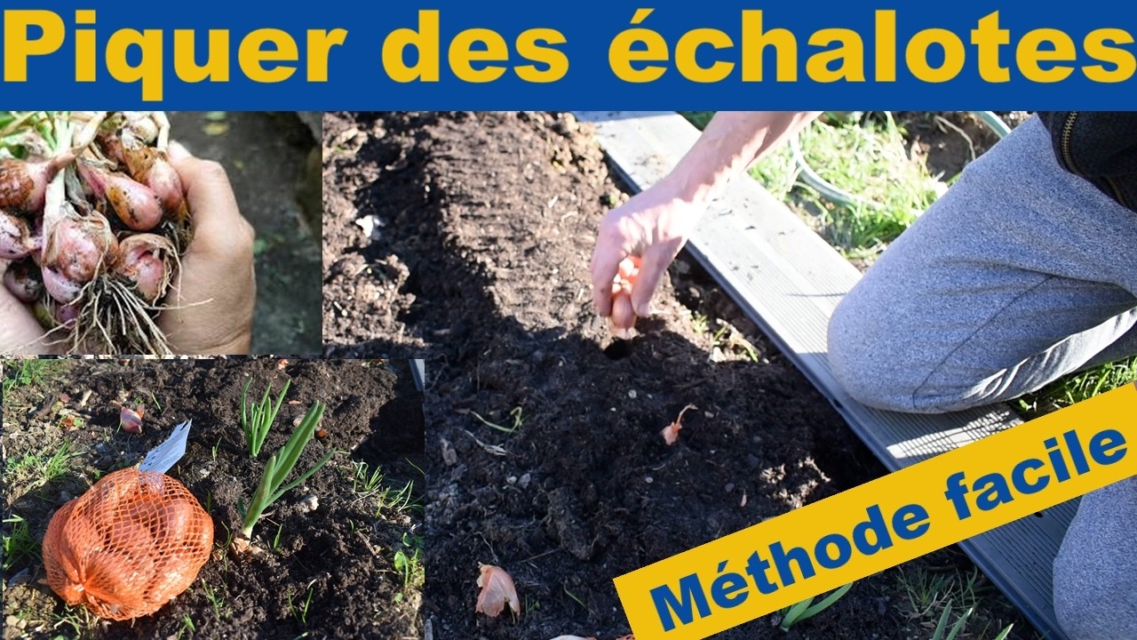 Quand et comment planter les échalotes ? Le guide complet du potager