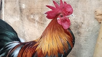 los peb saib qaib dib nawb