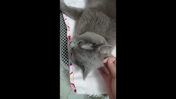 进入省电模式，顺便充些电！#可爱的猫 #cat #cute #funny #宠物 #卖萌 #动物