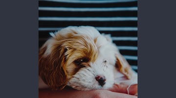 Remarkable Backdrops for Calm Puppies