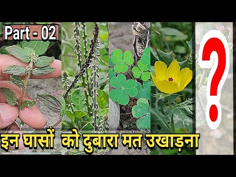 5 bahumulya ayurvedic ghas jo hamare aas paas hoti hai 