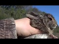 Rabbit hunting on mud creek management area