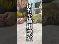 猫に人見知りについて相談してみたら…w