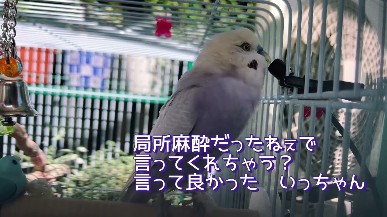ノンストップで喋る【超お喋りインコ】 - YouTube