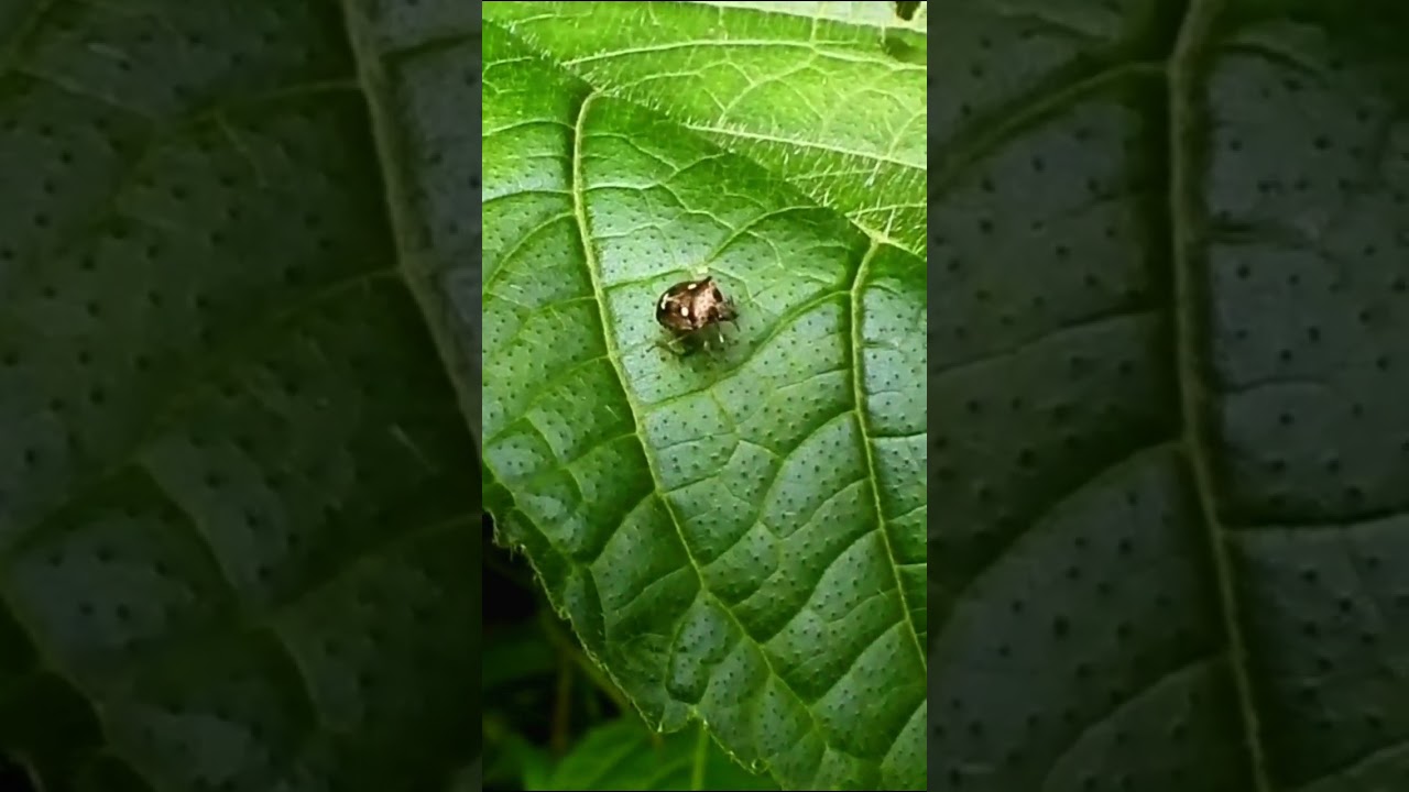 Two spotted sesame bug 