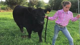 Franklin County 4H Beef Cattle Market Animals Lydia  Taylor 24334 Miss Kay screenshot 3